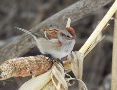 American Tree Sparrow photo 4
