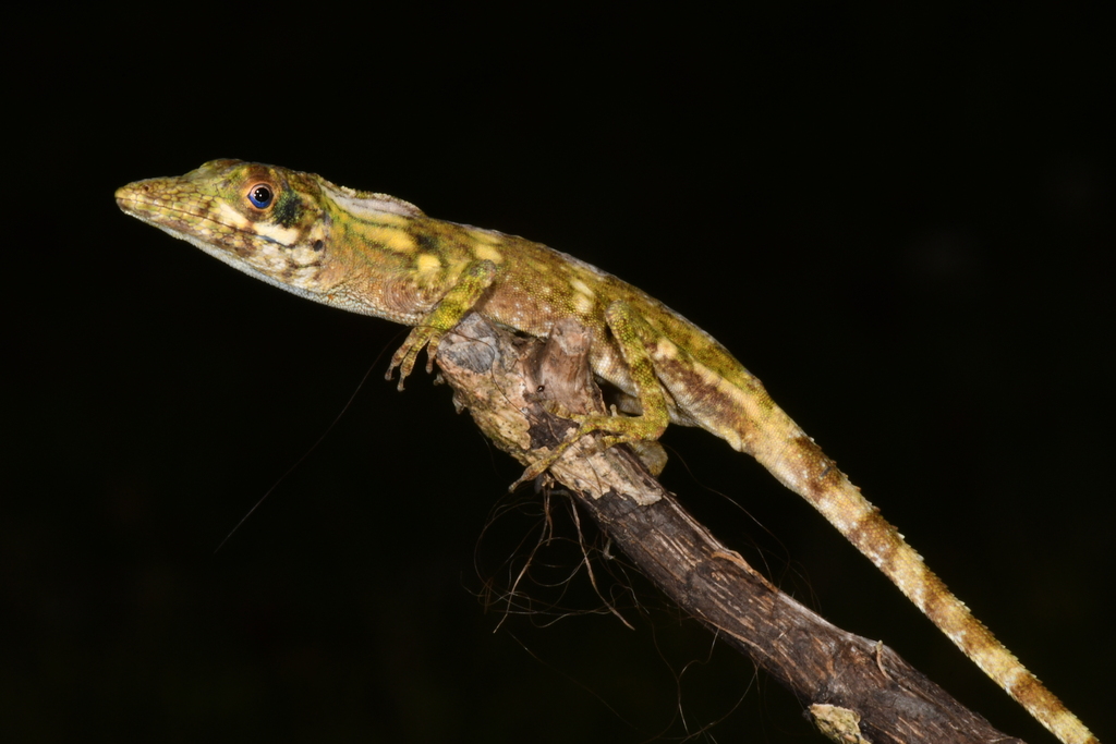 Fowler's Anole