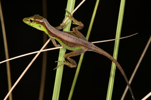 Etheridge's Anole, Anolis etheridgei