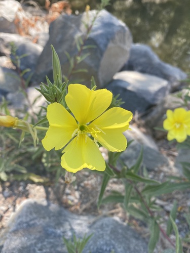 iNaturalist observation photo of tall evening primrose