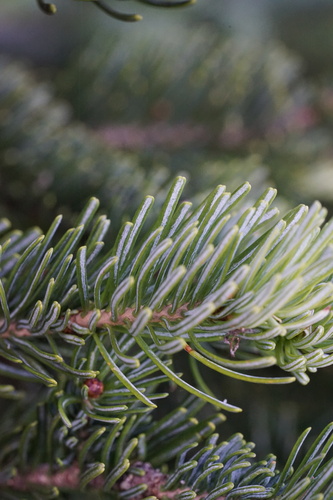 subalpine fir