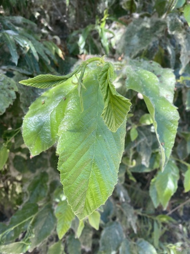iNaturalist observation photo of white alder