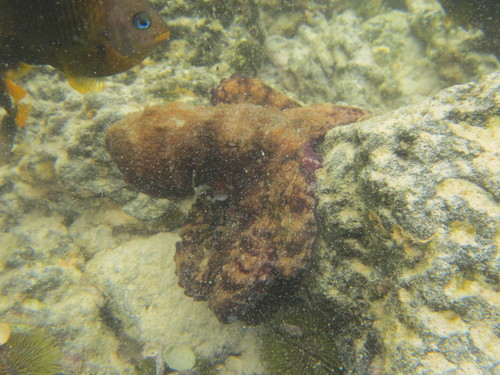 Galápagos Reef Octopus