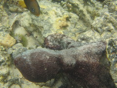 Octopus oculifer