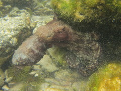 Octopus oculifer