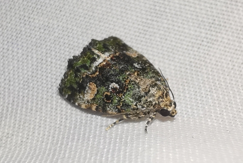 Small Mossy Glyph photo 6