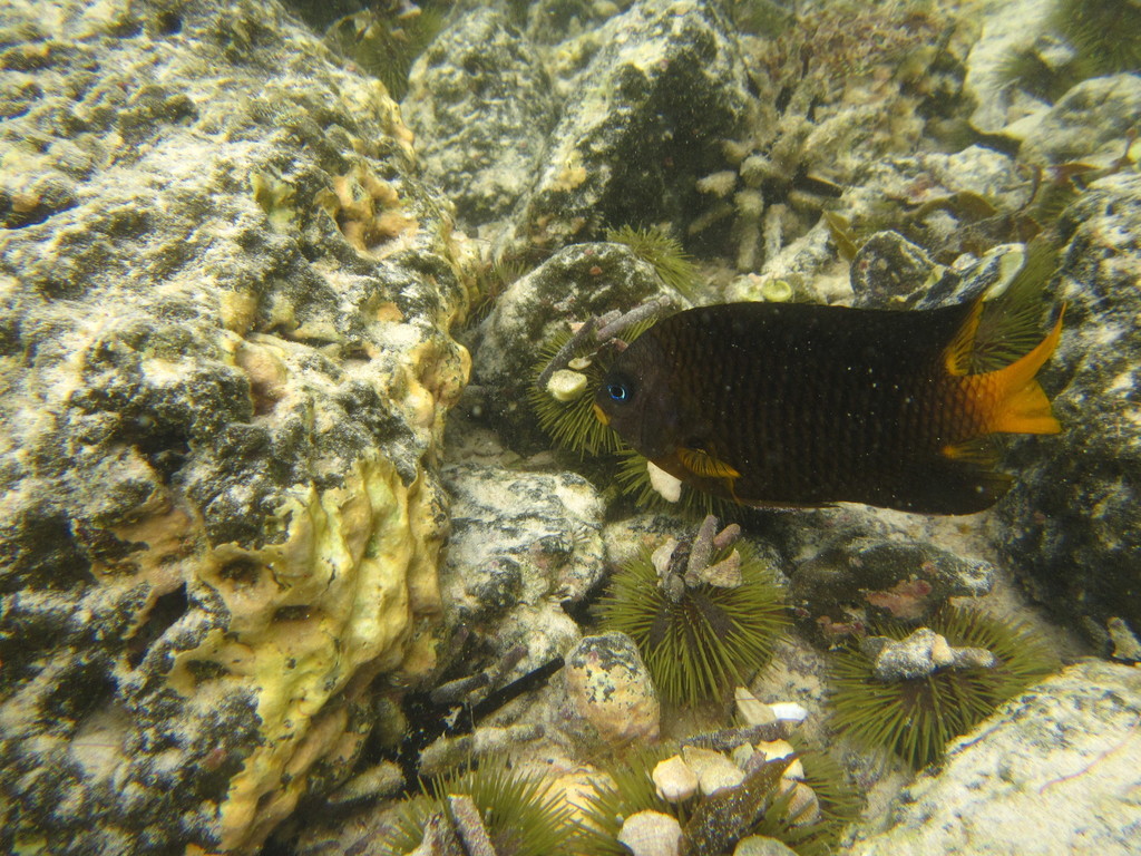 Galapagos gregory (Stegastes arcifrons) — Pomacentridae