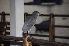 Nyctanassa violacea pauper