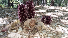 Kopsiopsis strobilacea