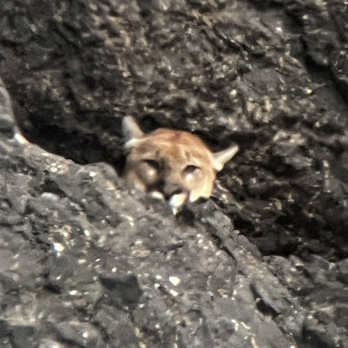 Mountain Lion photographed in Oregon