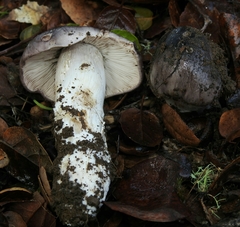 Tricholoma griseoviolaceum