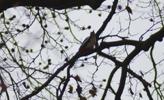 Dendrocopos major