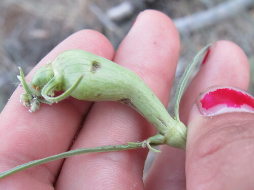 Neolasioptera allioniae