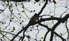 Dendrocopos major