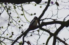Dendrocopos major