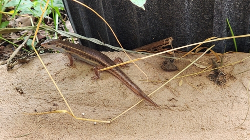 Line-spotted Forest Skink