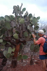 Opuntia galapageia profusa