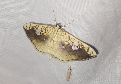 Basswood Leafroller Moth photo 5