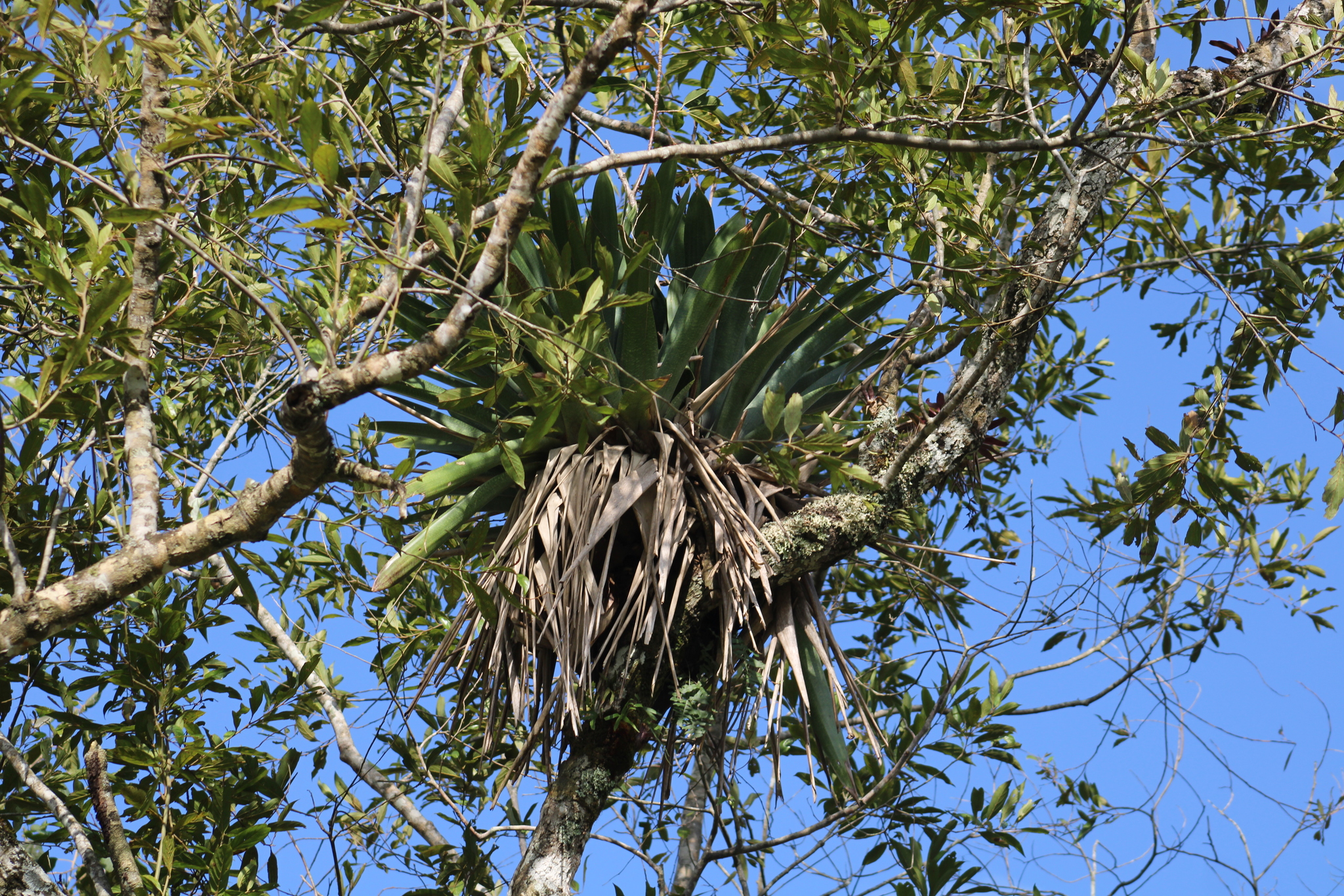 Vriesea gigantea