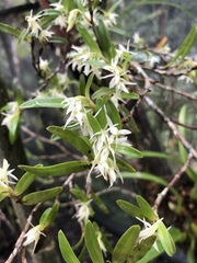 Epidendrum mixtum