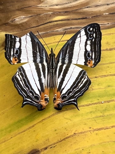 Cyrestis adaemon