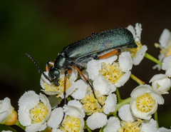 Pomphopoea
