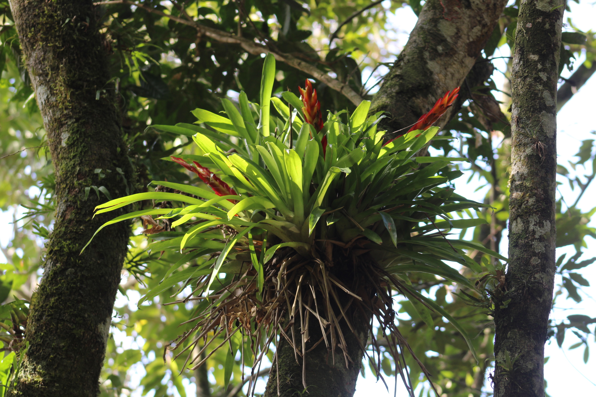 Vriesea incurvata