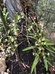 Epidendrum mixtum