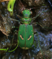 Cicindela ohlone