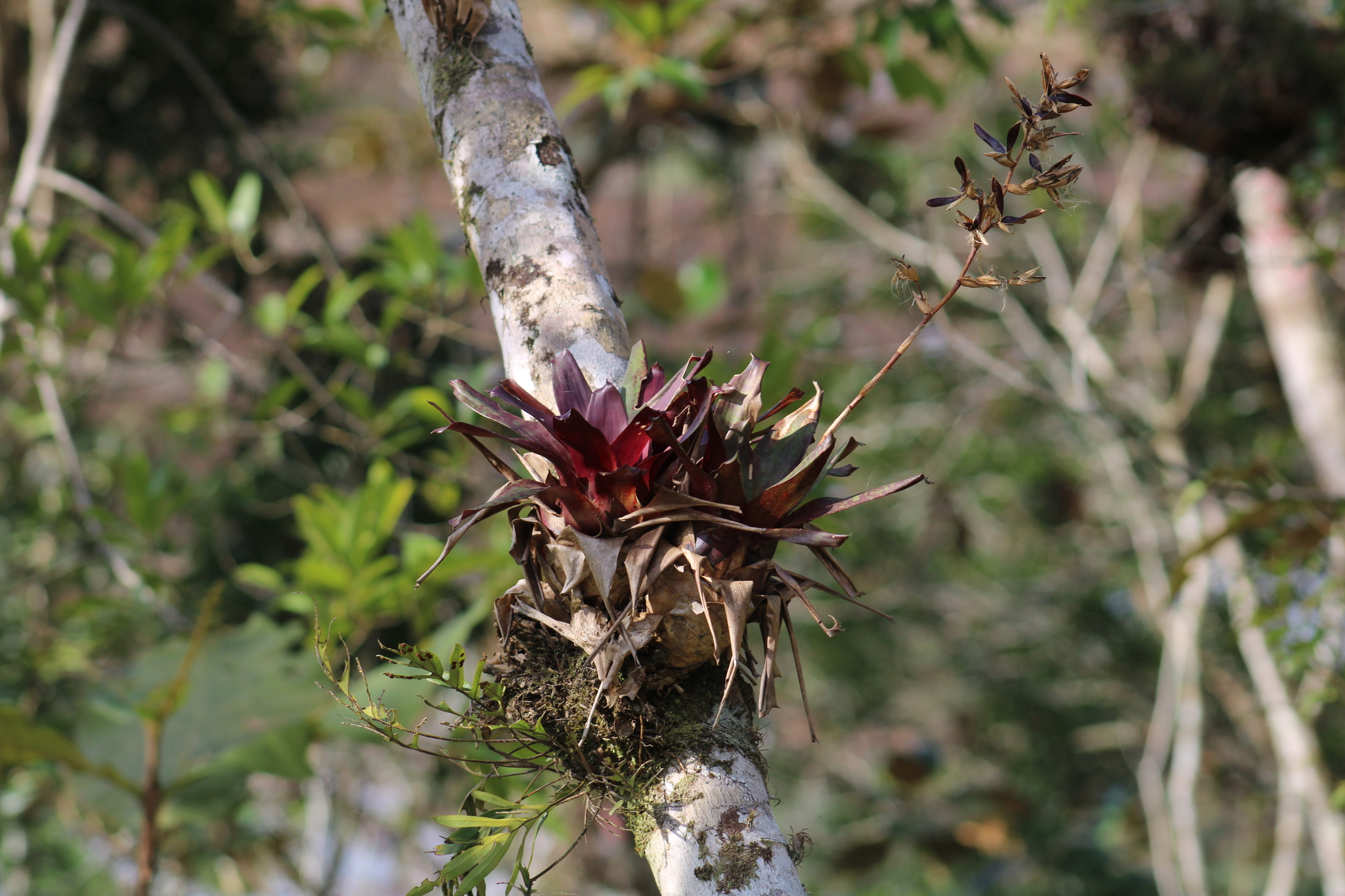 Vriesea rodigasiana