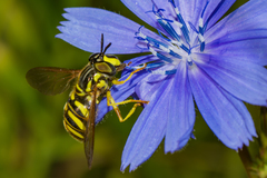 Chrysotoxum pubescens
