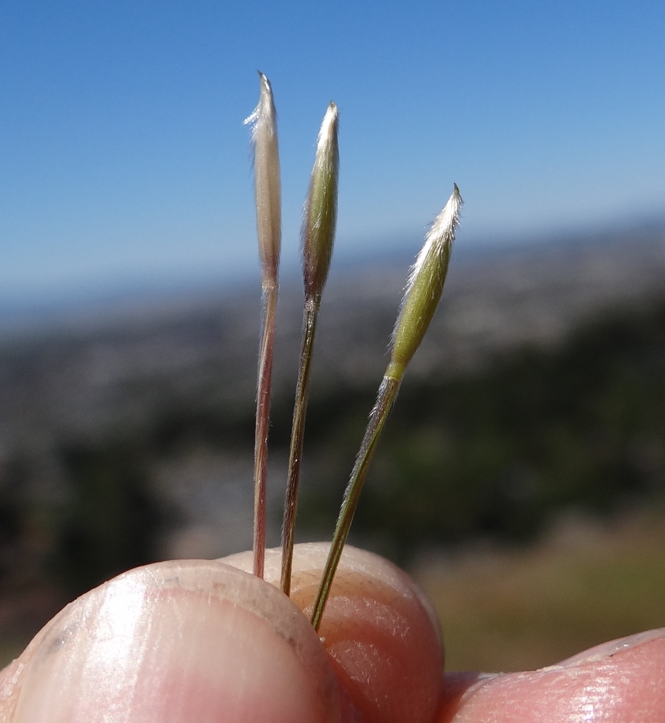 Stipa pulchra (Ring Mountain Taylor Rd. Revegetation) · iNaturalist Mexico