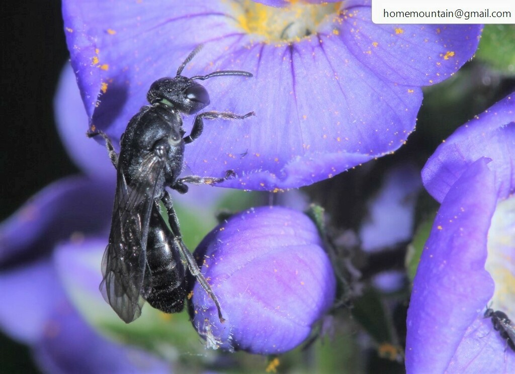 Nesohylaeus