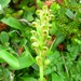 Long-bract Green Orchis - Photo (c) J. Burke Korol, some rights reserved (CC BY-NC), uploaded by J. Burke Korol