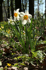 Narcissus × incomparabilis