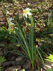 Narcissus × incomparabilis