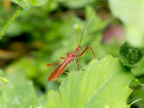 Ricolla pallidinervis