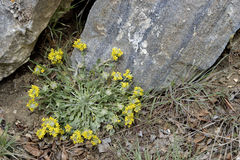 Physaria vitulifera