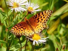 Speyeria hesperis electa