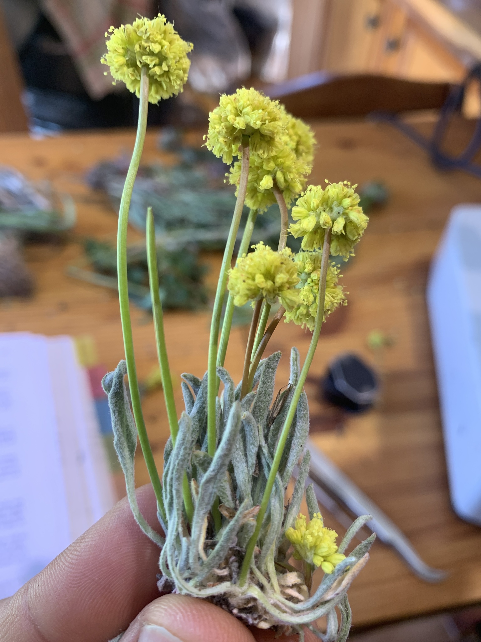 hidden buckwheat (Eriogonum capistratum)