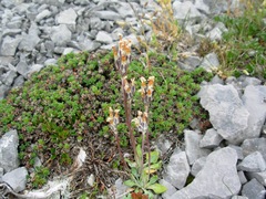 Primula laurentiana