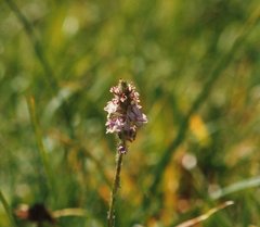 Pedicularis attollens