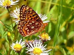 Speyeria hesperis electa