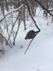 Rabdophaga salicisgnaphalioides