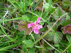Rubus arcticus acaulis
