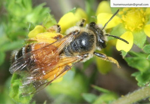 Andrena hedini