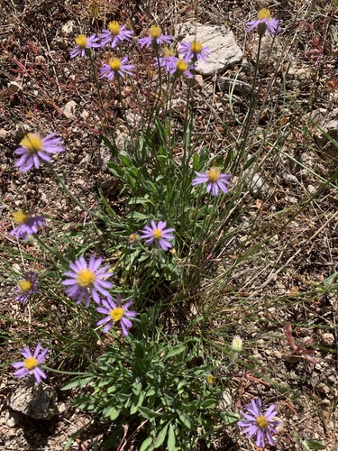 Idaho Fleabane (Erigeron asperugineus)