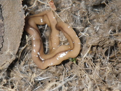 Bipalium adventitium