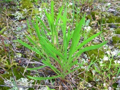 Solidago ptarmicoides