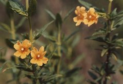 Diplacus grandiflorus